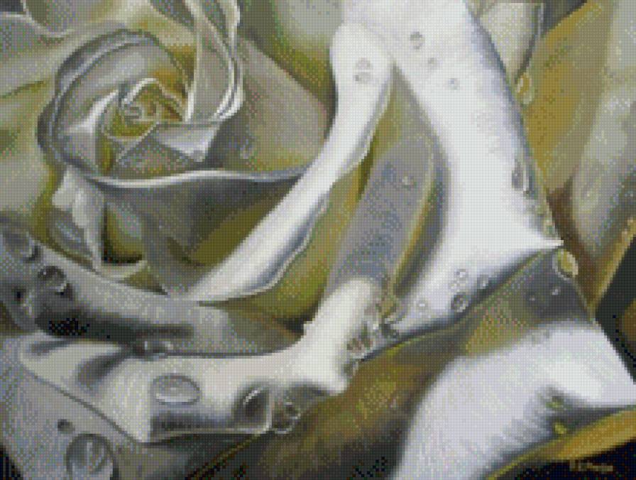 Белая роза - белая, роза, цветок - предпросмотр