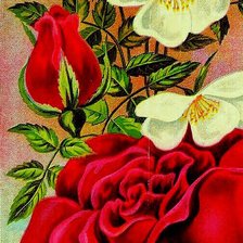 Схема вышивки «Розы»