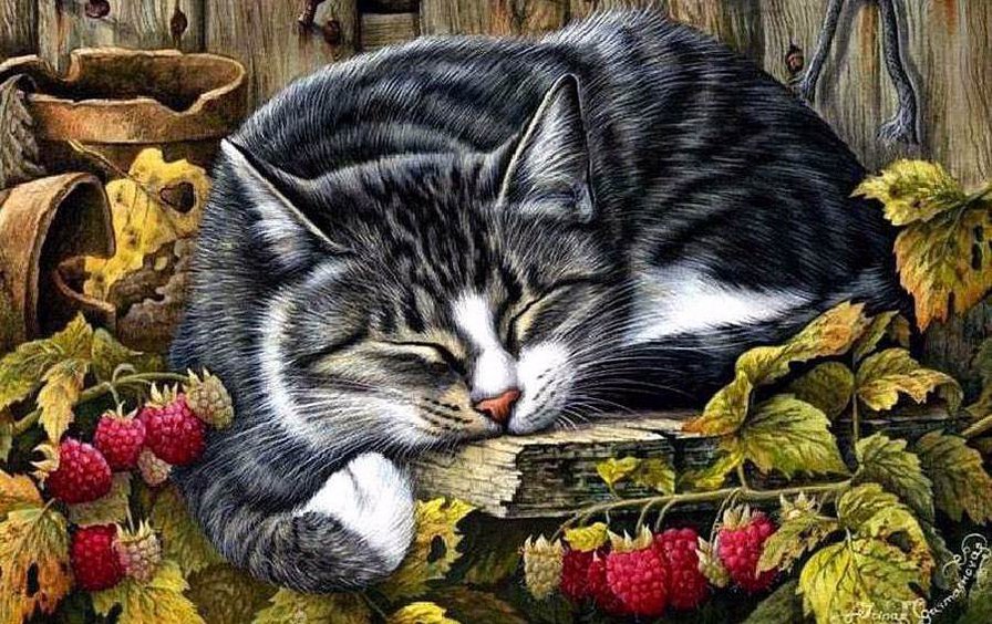 котик спит - животное, малина, кот, сон - оригинал