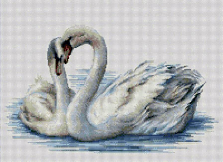 Лебеди - лебеди, верность, птицы, вода - предпросмотр