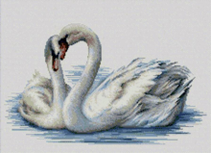 Лебеди - вода, птицы, лебеди, верность - предпросмотр