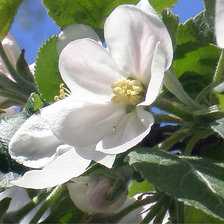 Схема вышивки «Яблони в цвету»