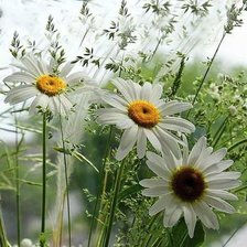 Схема вышивки «Ромашки 3D»