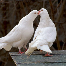 Схема вышивки «голубки»