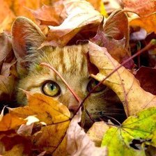 Схема вышивки «№749104»