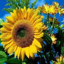 Схема вышивки «Girasol»