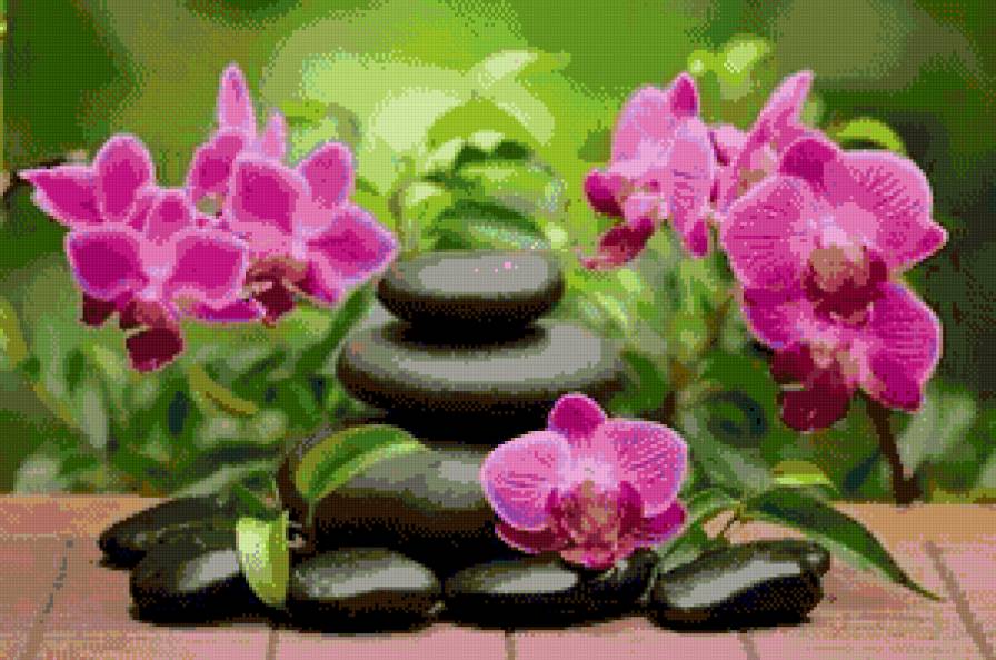 Orquideas - предпросмотр