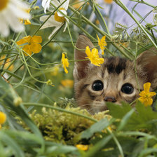 Схема вышивки «Котенок в ромашках»