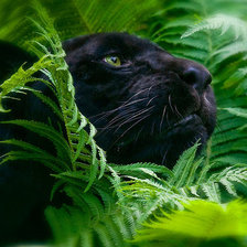 Пантера в папоротниках