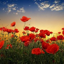 Схема вышивки «Маки»