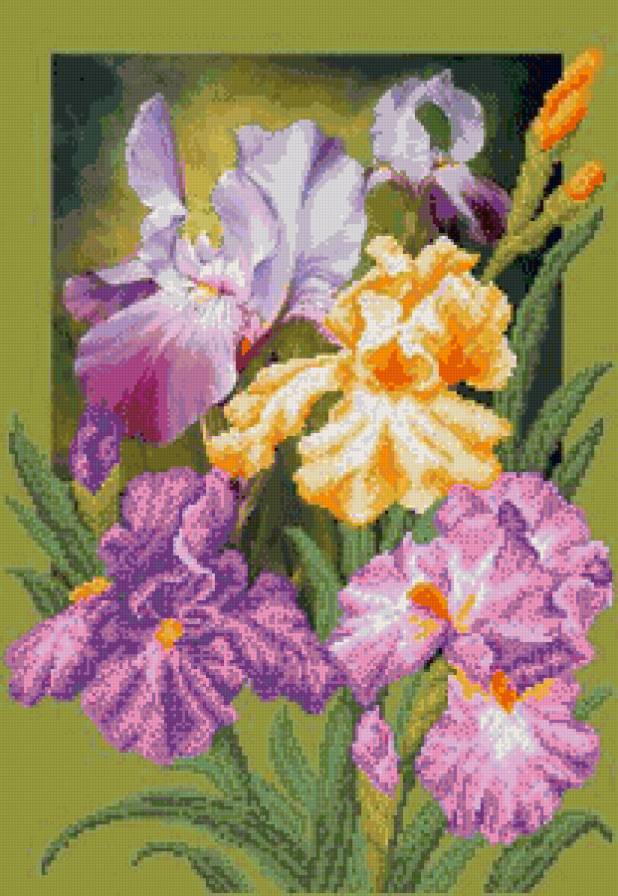 Ирис - ирис, цветы - предпросмотр