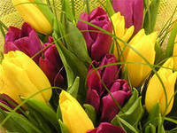 Схема вышивки «тюльпаны»