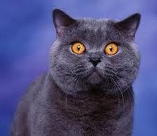 Схема вышивки «Васька»