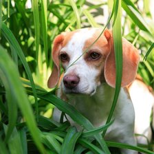 Схема вышивки «№749421»