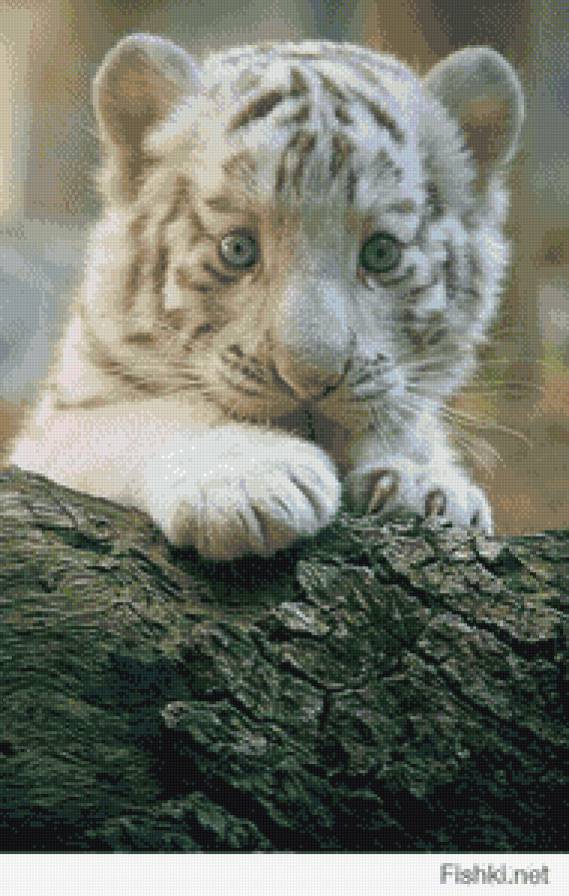 маленькая большая киса - малыш, котенок, тигренок, хищники, животные - предпросмотр