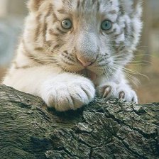 Схема вышивки «маленькая большая киса»