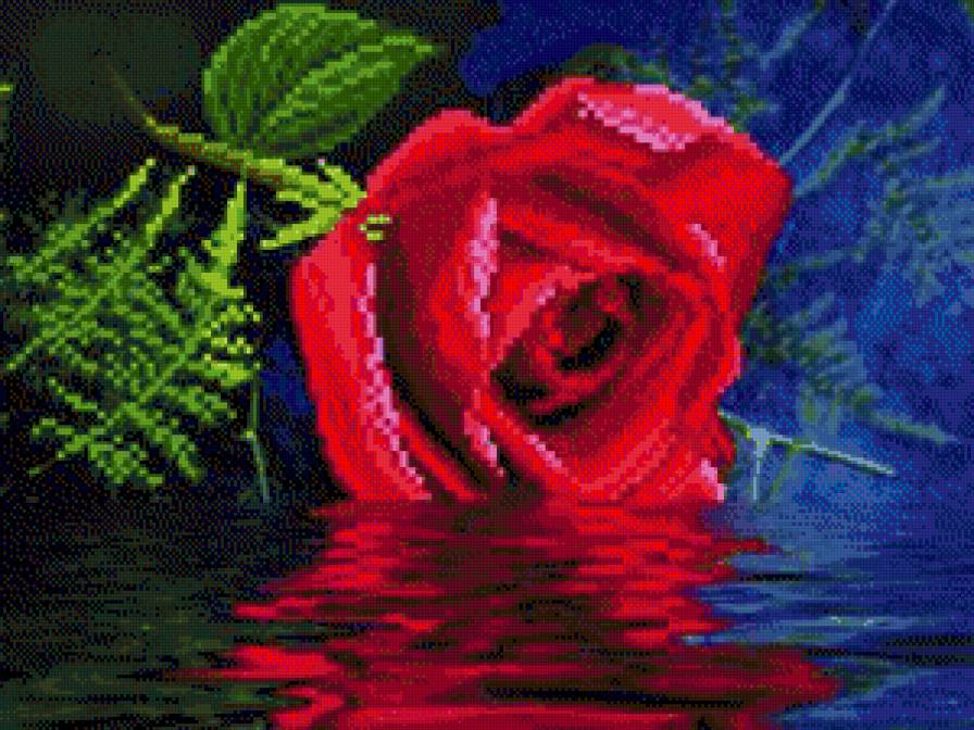 Роза - цветы, роза - предпросмотр