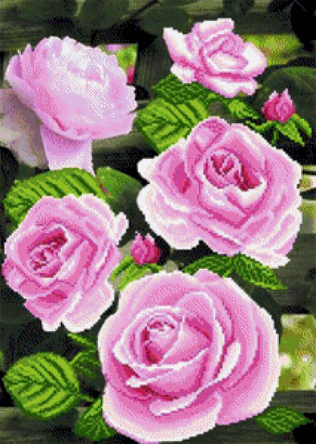 Розы - розы, цветы - предпросмотр