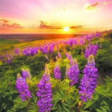 Схема вышивки «Природа»