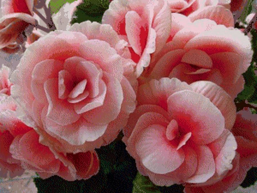 бегония - цветы, бегония - предпросмотр