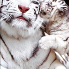 Схема вышивки «Белые тигры»