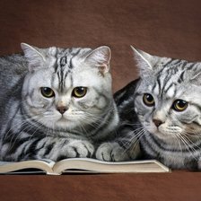 Схема вышивки «Котята»