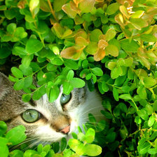 Схема вышивки «Кот в траве»