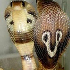 Схема вышивки «змея»