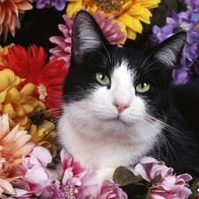 Схема вышивки «Кот в цветах»