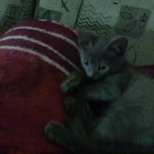 Схема вышивки «Котейка»