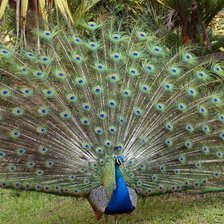 Схема вышивки «pavo real»