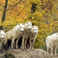 Схема вышивки «100»