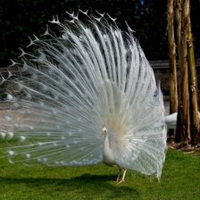 Схема вышивки «№750048»