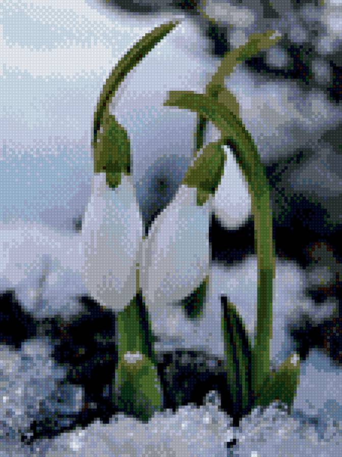 Подснежник - весна, подснежник, снег - предпросмотр