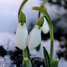 Схема вышивки «Подснежник»