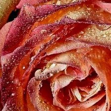 Схема вышивки «Роза»