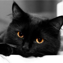 Схема вышивки «Кошка»