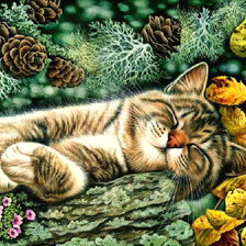 Ирина Гармашова кот