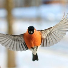 Схема вышивки «Снигирёк»