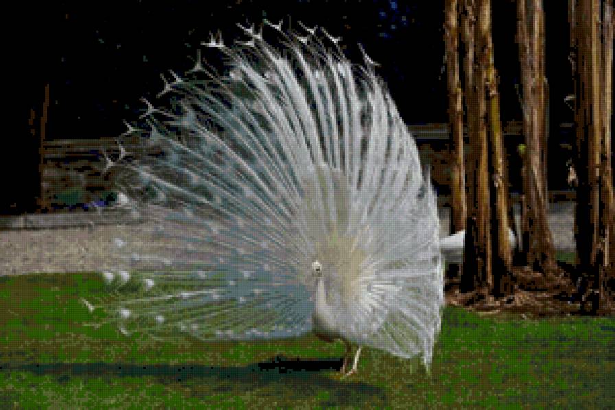 Pavo Real - предпросмотр