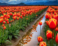 Схема вышивки «№750934»