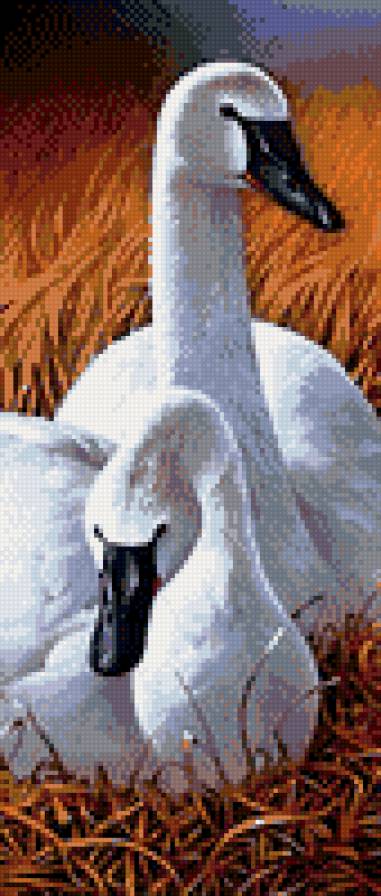 Лебеди - птицы, лебеди - предпросмотр