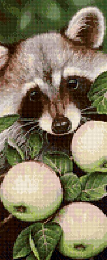 Енот - яблоки, звери, животные, енот - предпросмотр