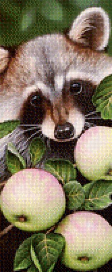 енот - предпросмотр