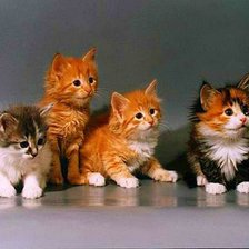 Схема вышивки «Котята»