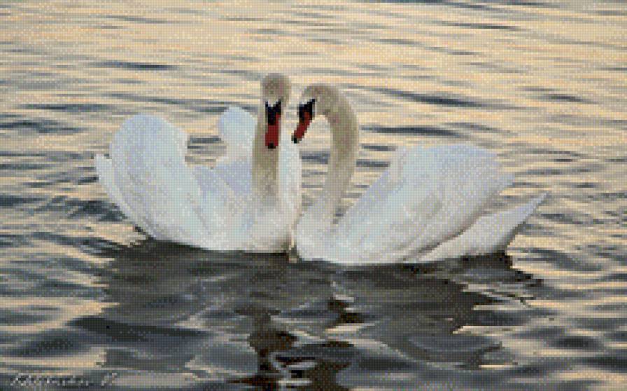 лебеди - озеро, пара, лебеди, птицы, заповедник, вода - предпросмотр