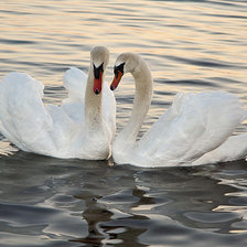 Схема вышивки «лебеди»