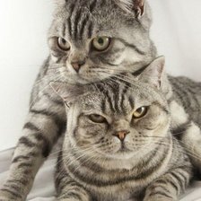 Схема вышивки «Киски»