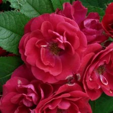 Схема вышивки «Розы»