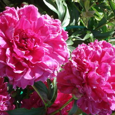 Схема вышивки «Пион»